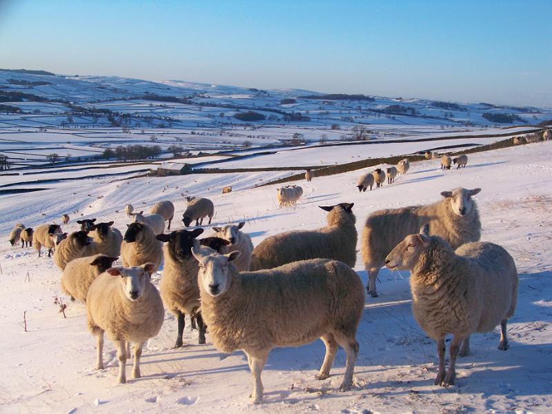 Sheep_in_snow.JPG - "Sheep in Snow" - by Ron Allen